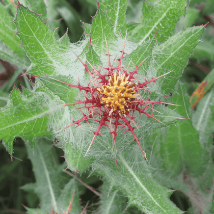 Blessed Thistle Herb