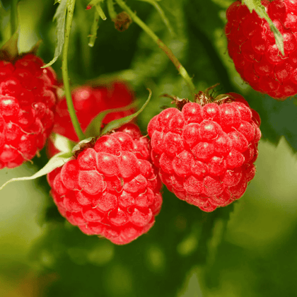Red Raspberry