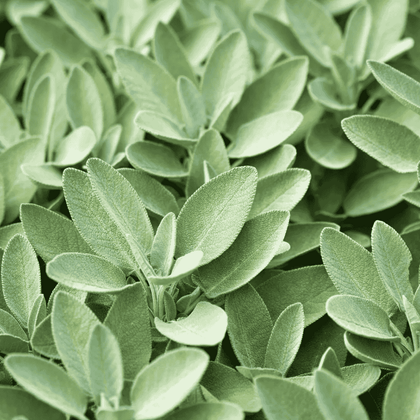 Sage Leaf