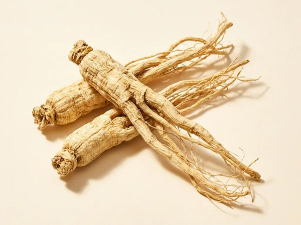 Angelica Root
