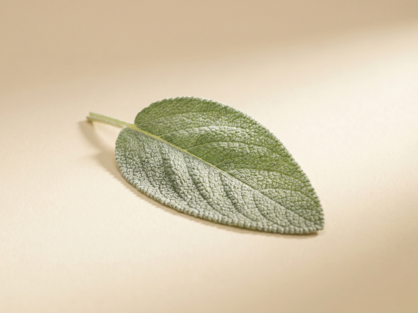 Sage Leaf