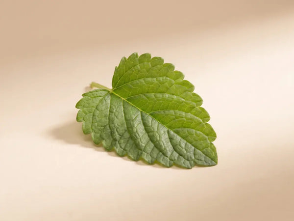Lemon Balm